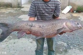 青鱼视频国产在线,国产在线影视盛宴，尽享视听盛宴