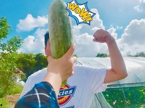 娱乐吃瓜718网红瓜,娱乐吃瓜盛宴，揭秘网红圈幕后故事